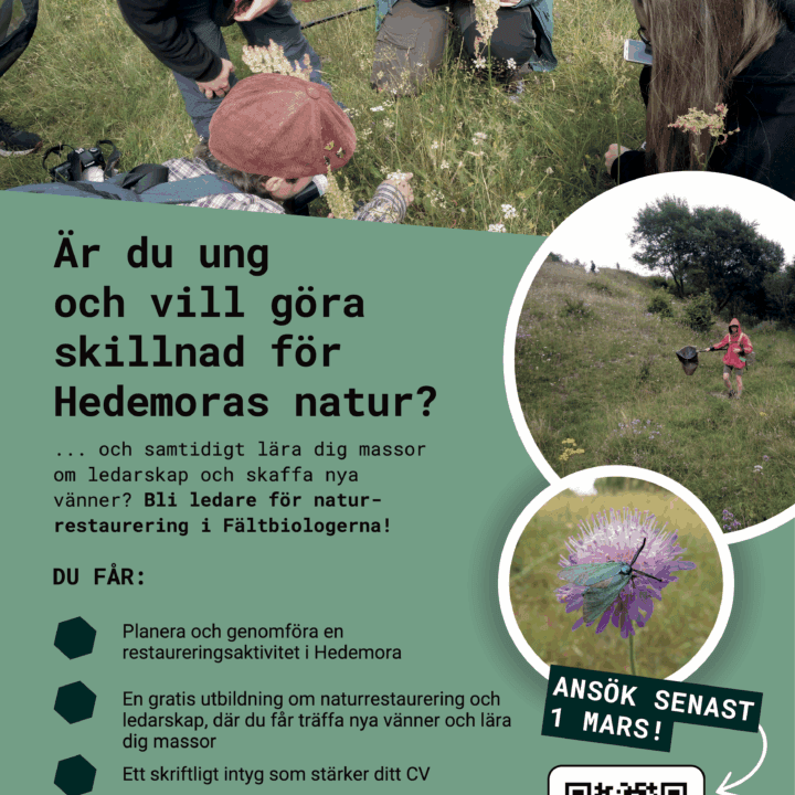 Affisch Fältbiologerna, Hedemora